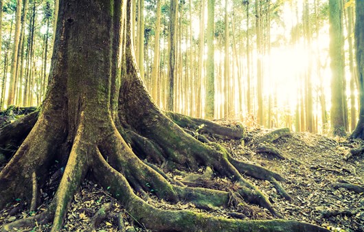 Landscape Vintage Scenery Green Beauty